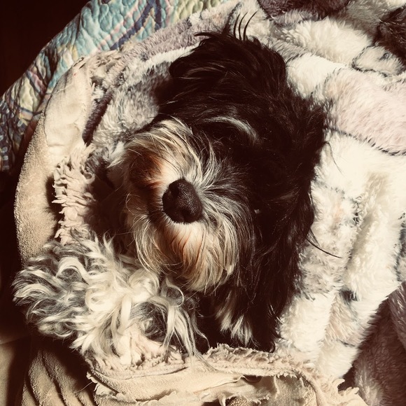 Meet your Posher, Abiona - Picture 1 of 1